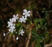 Image of leadwort