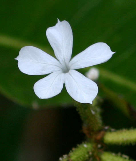 Image of leadwort