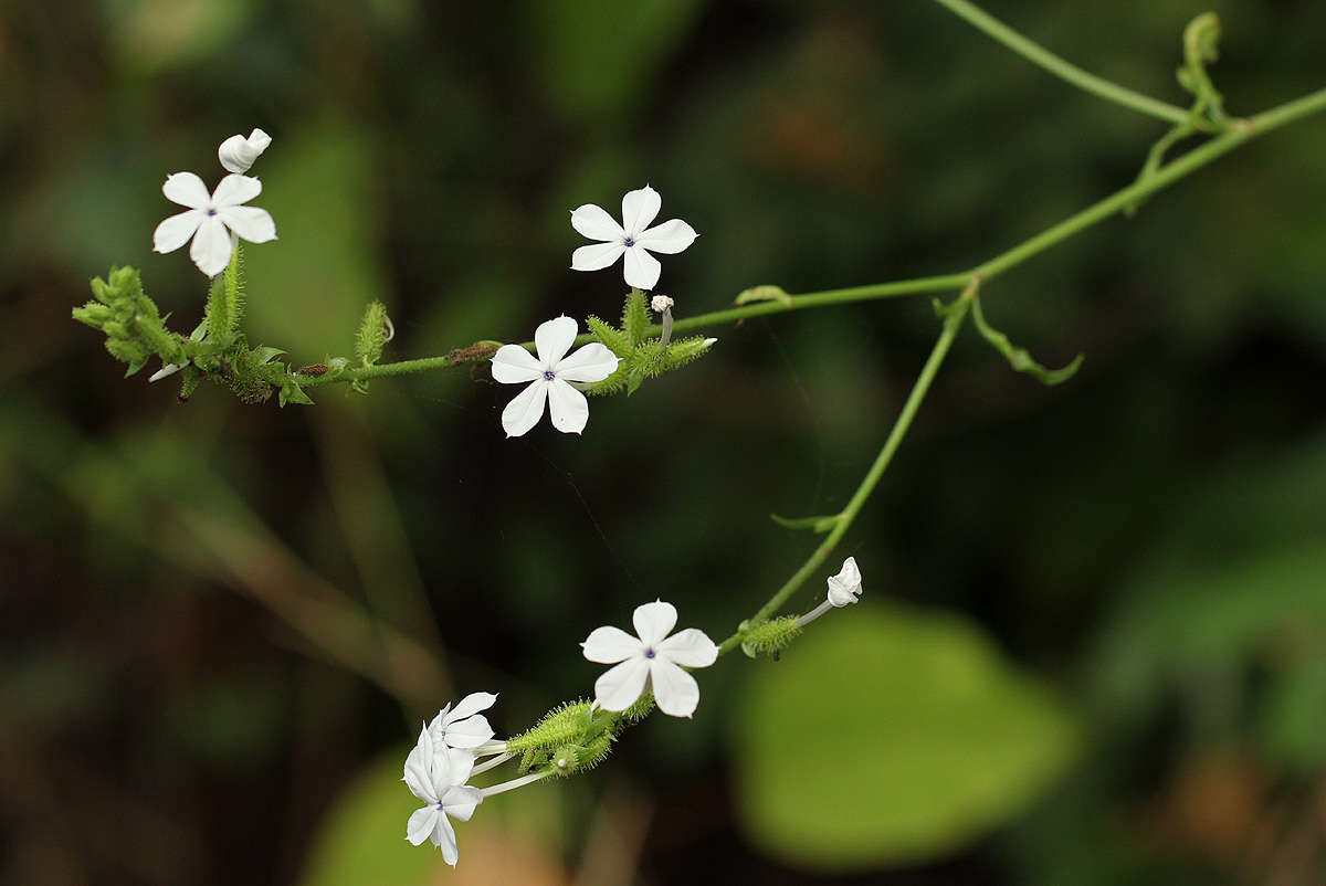 Image of leadwort