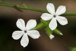 Image of leadwort