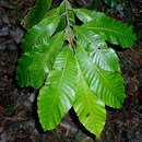 Sivun Pouteria adolfi-friedericii subsp. australis (J. H. Hemsl.) L. Gaut. kuva