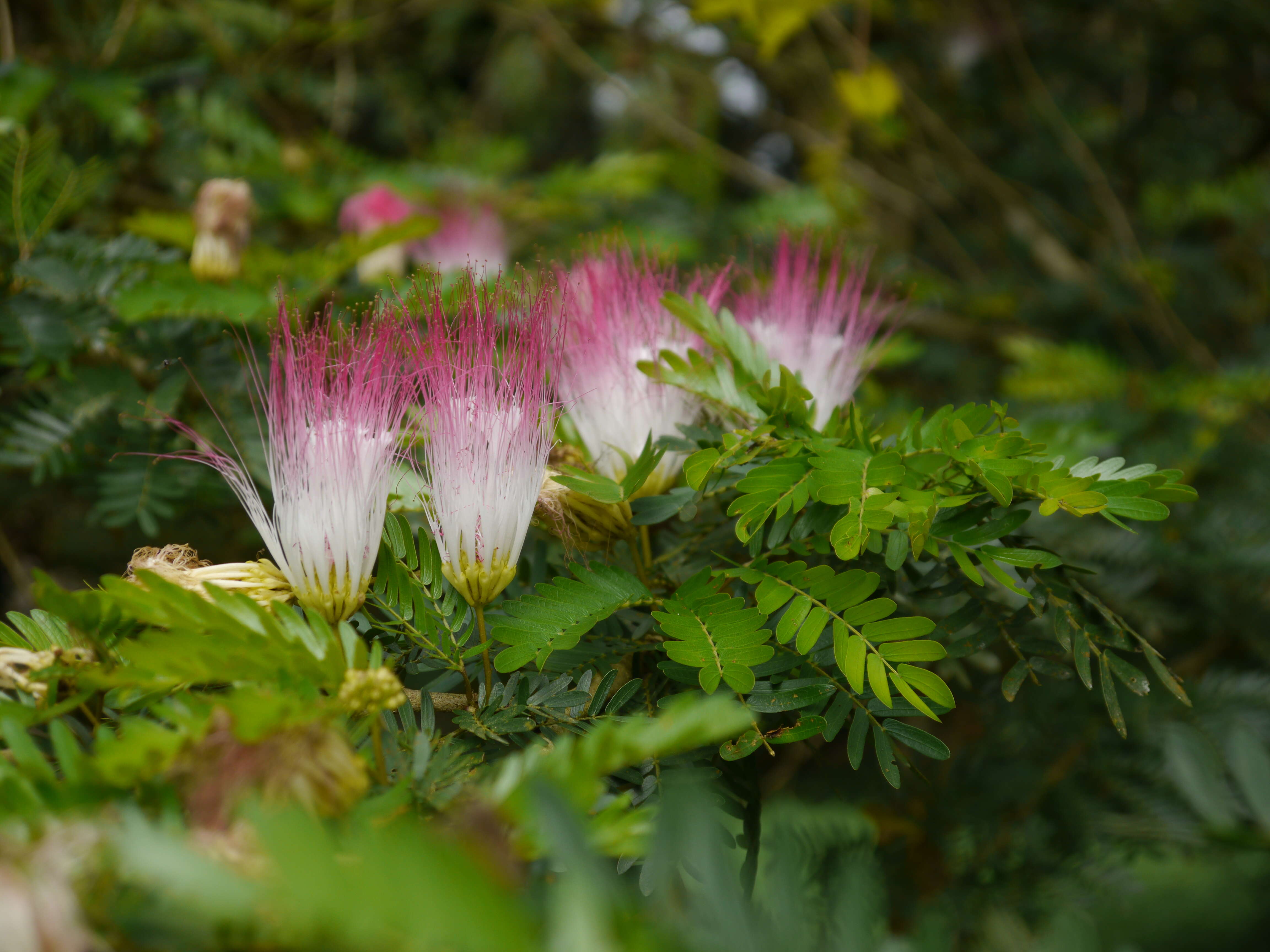 Image of Calliandra riparia Pittier