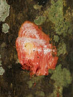 Sivun Synsepalum kuva