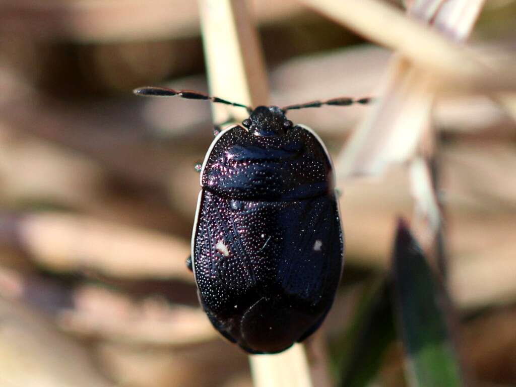 Image of <i>Adomerus biguttatus</i>