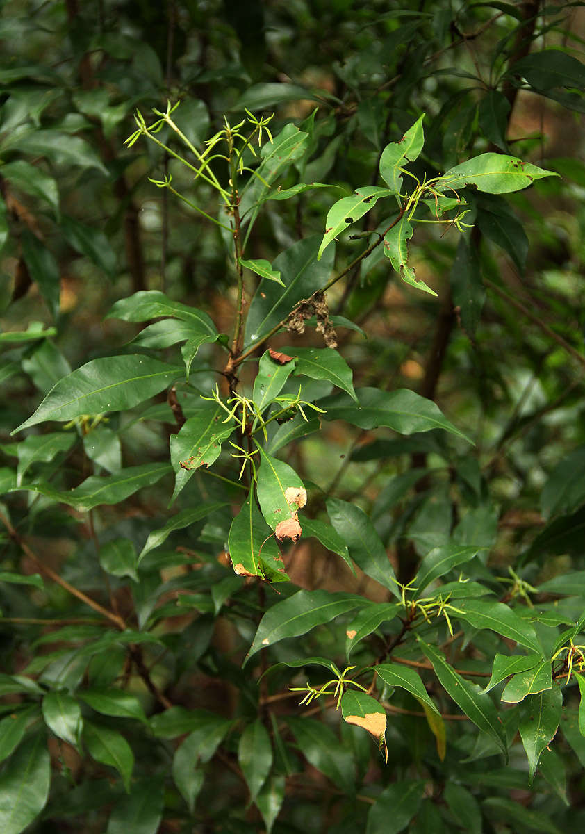 Sivun Synsepalum kassneri (Engl.) T. D. Penn. kuva