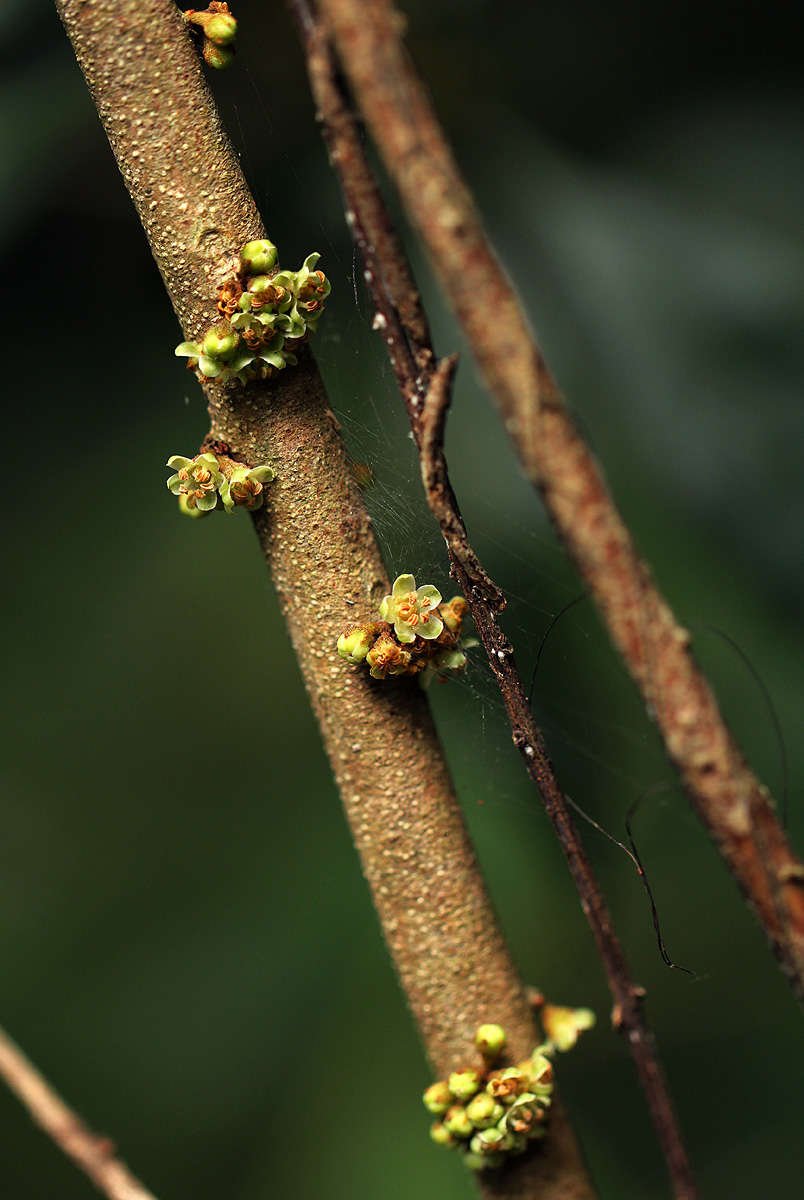Sivun Synsepalum kassneri (Engl.) T. D. Penn. kuva