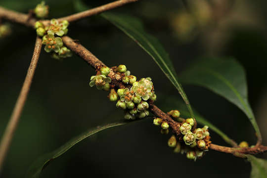 Image of Stalkless miraculous-berry