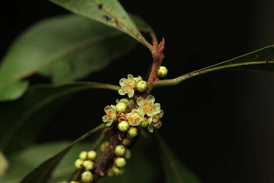 Image of Stalkless miraculous-berry