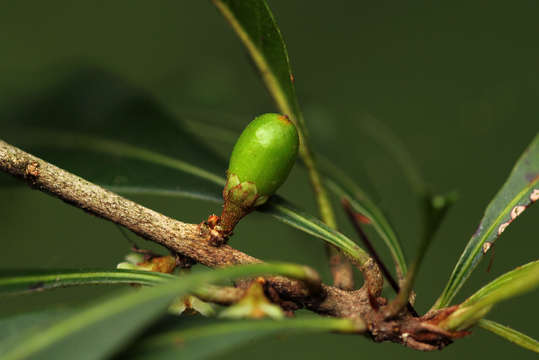 Image of Stalkless miraculous-berry