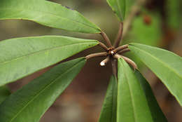 Image of Englerophytum