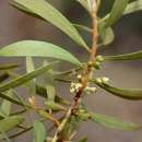 Sivun Euclea crispa subsp. crispa kuva