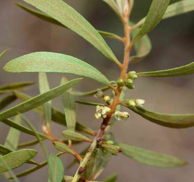 Euclea crispa (Thunb.) Gürke的圖片