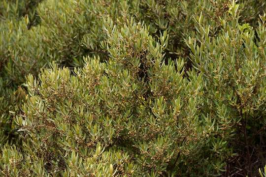 Image de Euclea crispa (Thunb.) Gürke