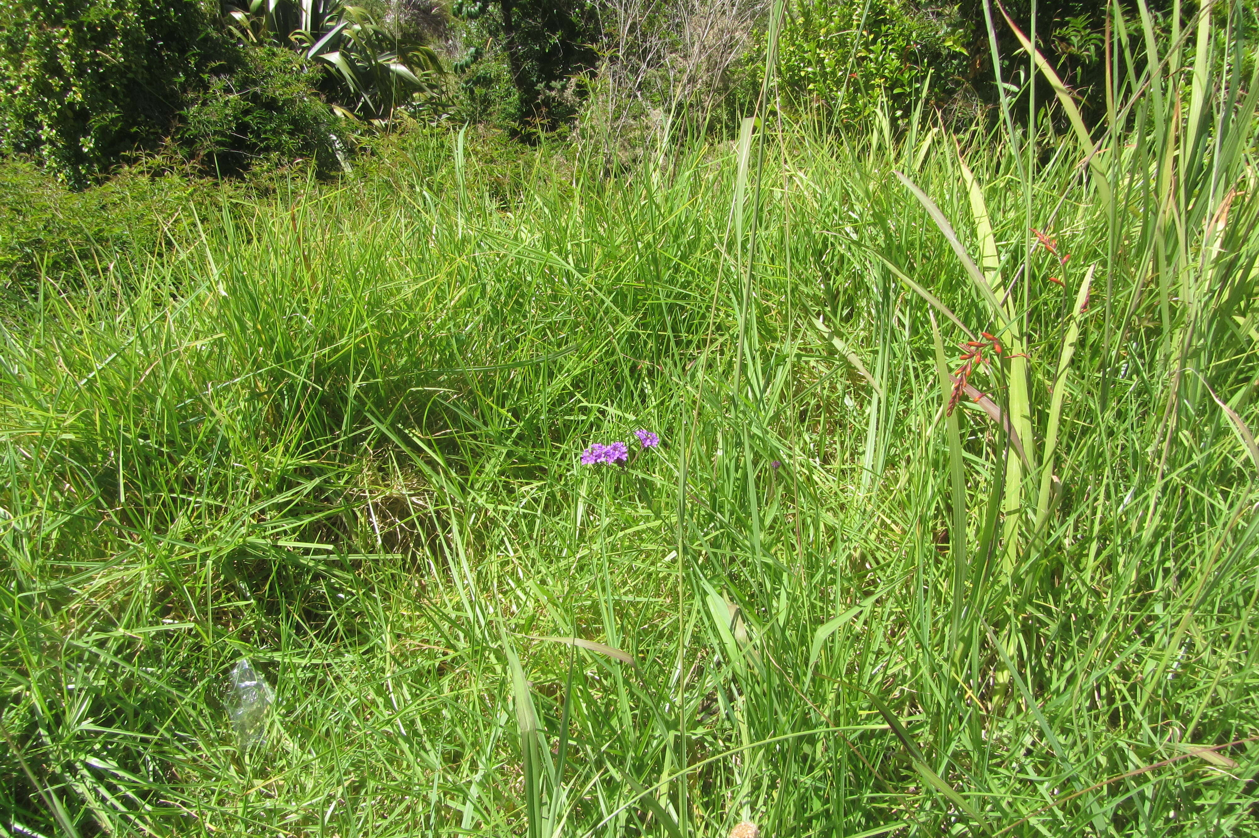 Image of tuberous vervain