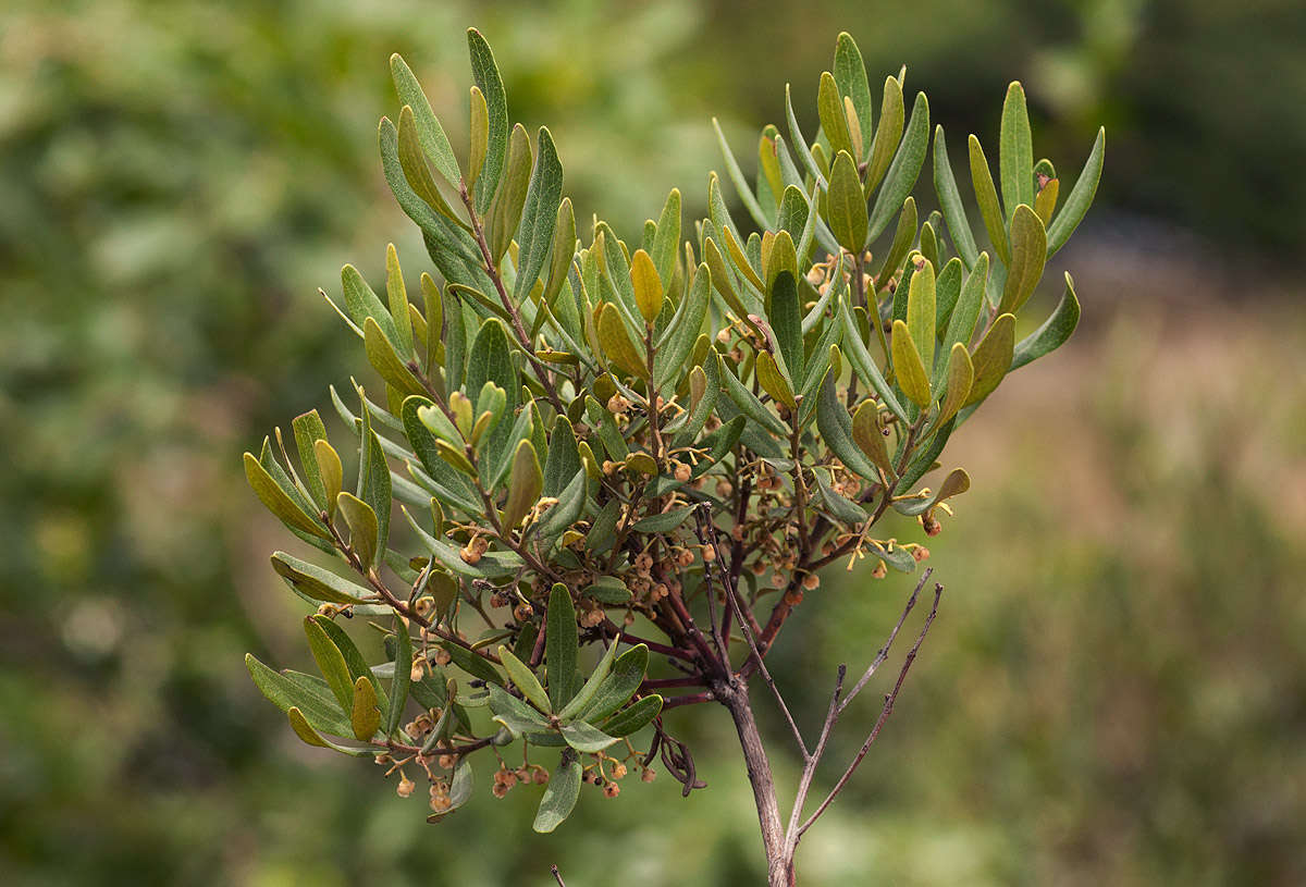 Euclea crispa (Thunb.) Gürke的圖片