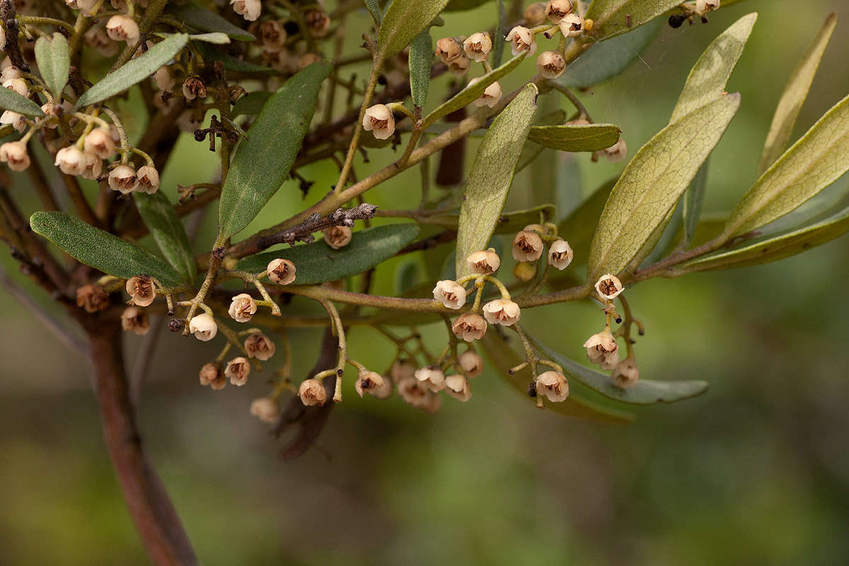 Image of Euclea crispa (Thunb.) Gürke