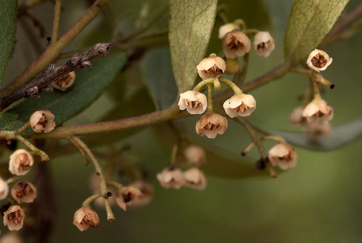 Image of Euclea crispa (Thunb.) Gürke