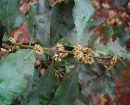 Image of Diamond-leaved euclea