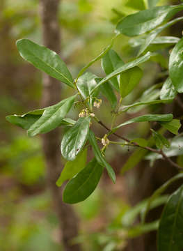 Sivun Euclea racemosa subsp. schimperi (A. DC.) F. White kuva