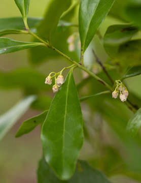 Sivun Euclea racemosa subsp. schimperi (A. DC.) F. White kuva