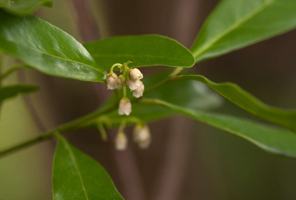 Sivun Euclea racemosa subsp. schimperi (A. DC.) F. White kuva