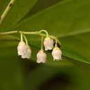 Euclea racemosa subsp. schimperi (A. DC.) F. White的圖片