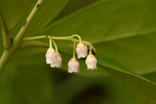 Sivun Euclea racemosa subsp. schimperi (A. DC.) F. White kuva