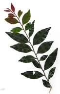 Sivun Diospyros abyssinica (Hiern) F. White kuva