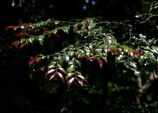 Imagem de Diospyros abyssinica (Hiern) F. White