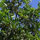 Imagem de Diospyros batocana Hiern