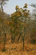 Image of Large-leaved jackal-berry