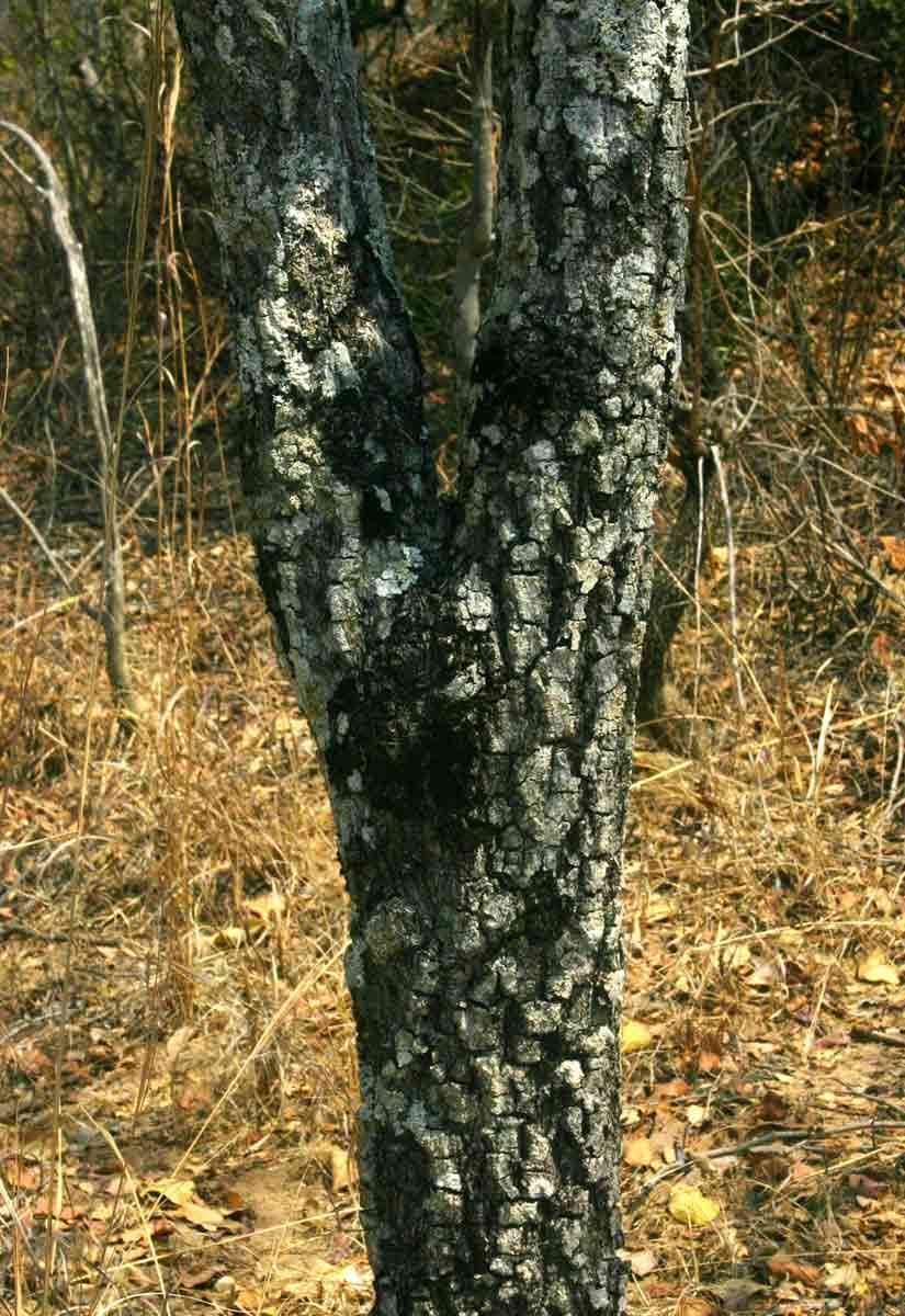 Image of Large-leaved jackal-berry