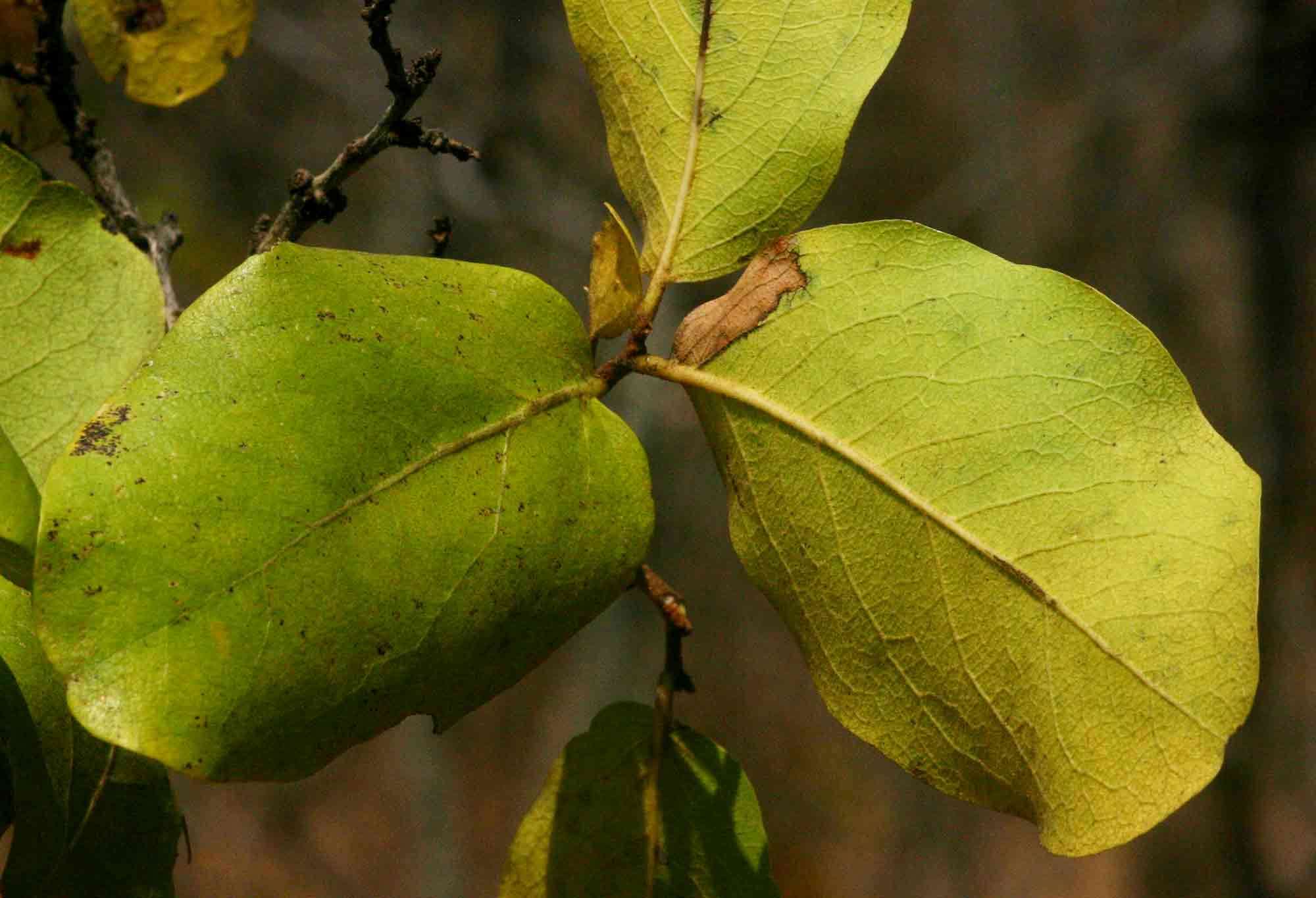 Image of Large-leaved jackal-berry