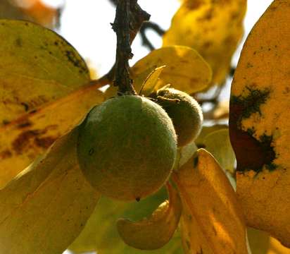 Image of Large-leaved jackal-berry