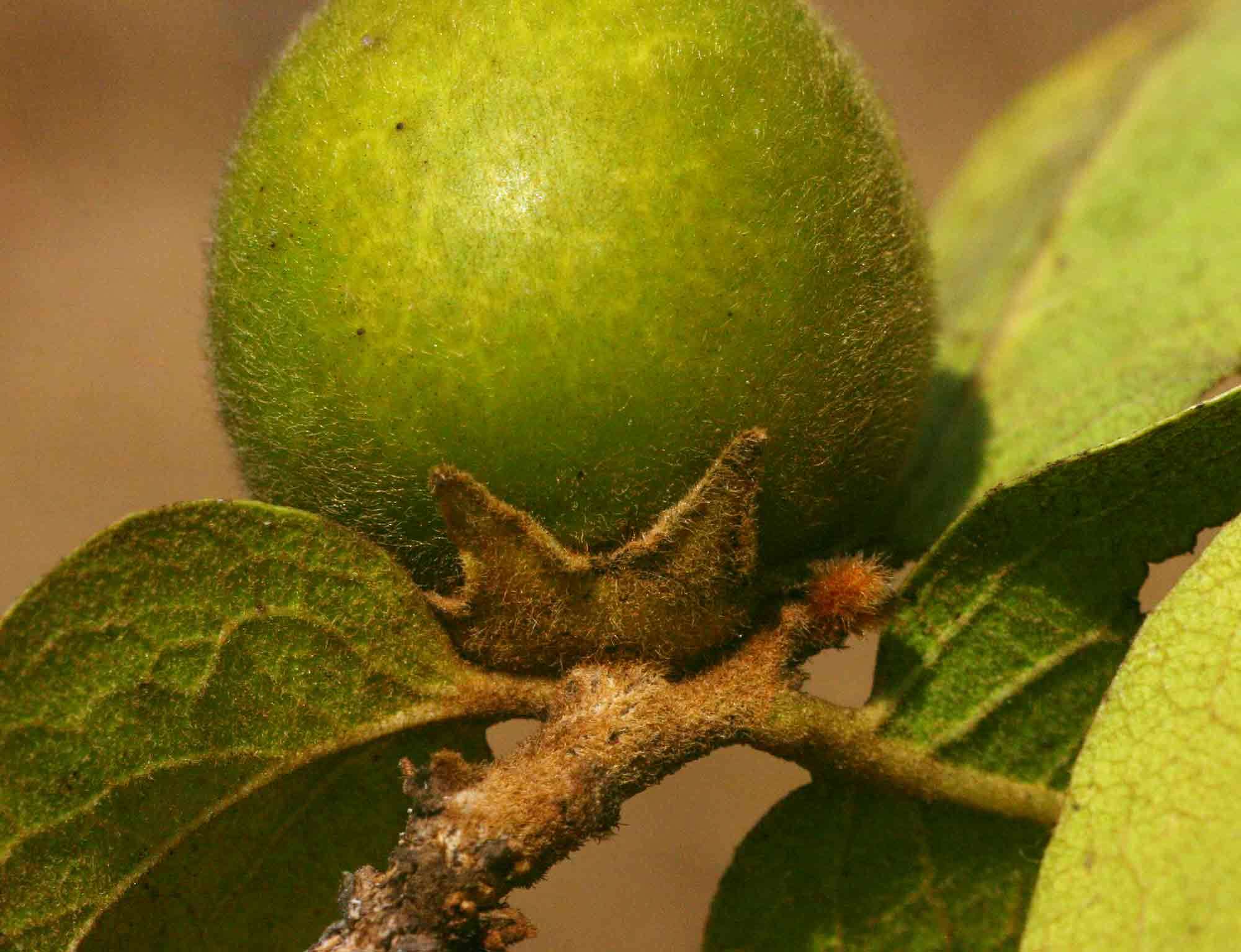 Image of Large-leaved jackal-berry