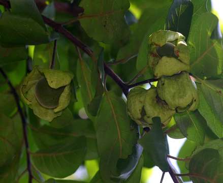 Image of Dye star-apple