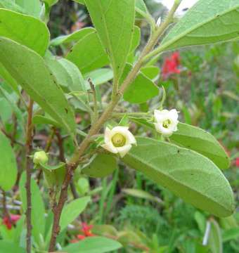 Image of Blue Bush