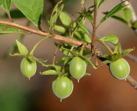 Sivun Diospyros lycioides Desf. kuva