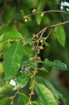 Imagem de Diospyros mespiliformis Hochst. ex A. DC.