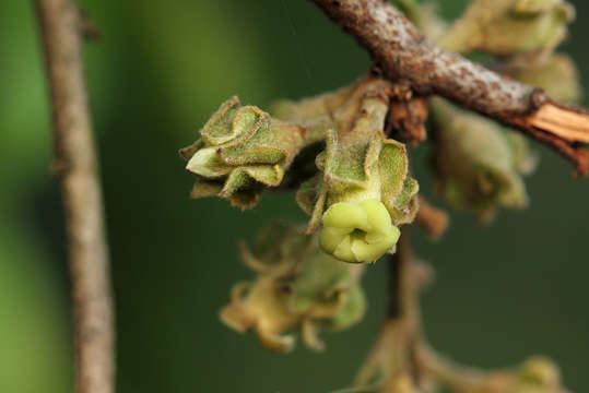 Imagem de Diospyros mespiliformis Hochst. ex A. DC.