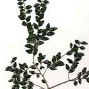 Sivun Diospyros natalensis subsp. nummularia (Brenan) Jordaan kuva