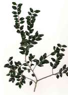 Diospyros natalensis (Harv.) Brenan的圖片