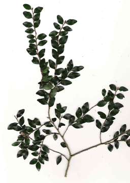 Sivun Diospyros natalensis (Harv.) Brenan kuva