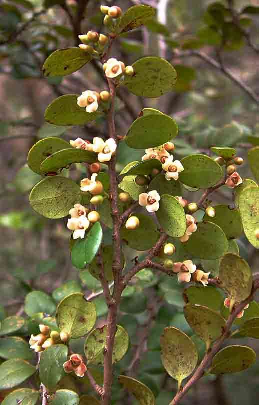 Diospyros natalensis (Harv.) Brenan的圖片