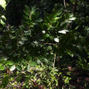 Image of Acorn diospyros