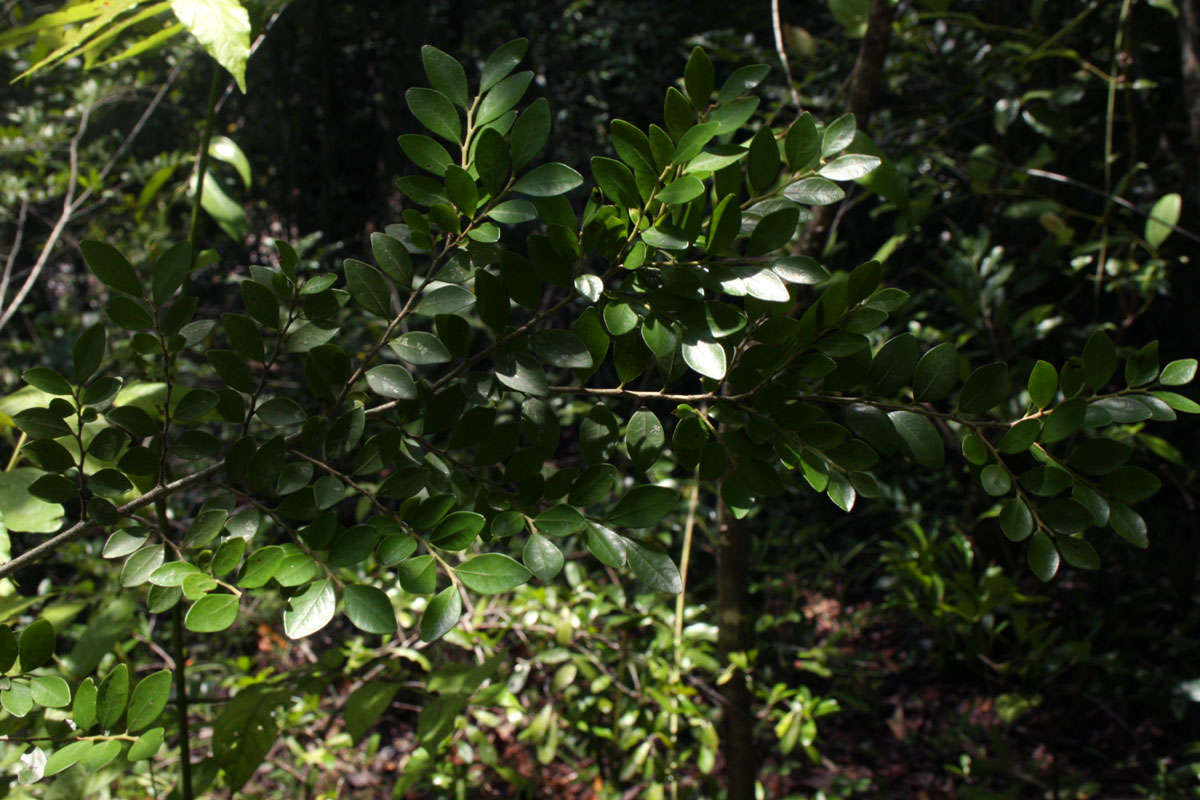 Diospyros natalensis (Harv.) Brenan的圖片