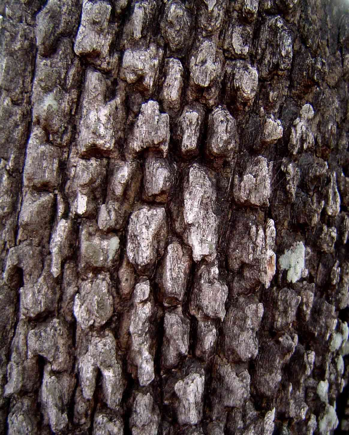 Image of Crocodile-bark jackal-berry