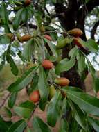 Plancia ëd Diospyros quiloensis (Hiern) F. White