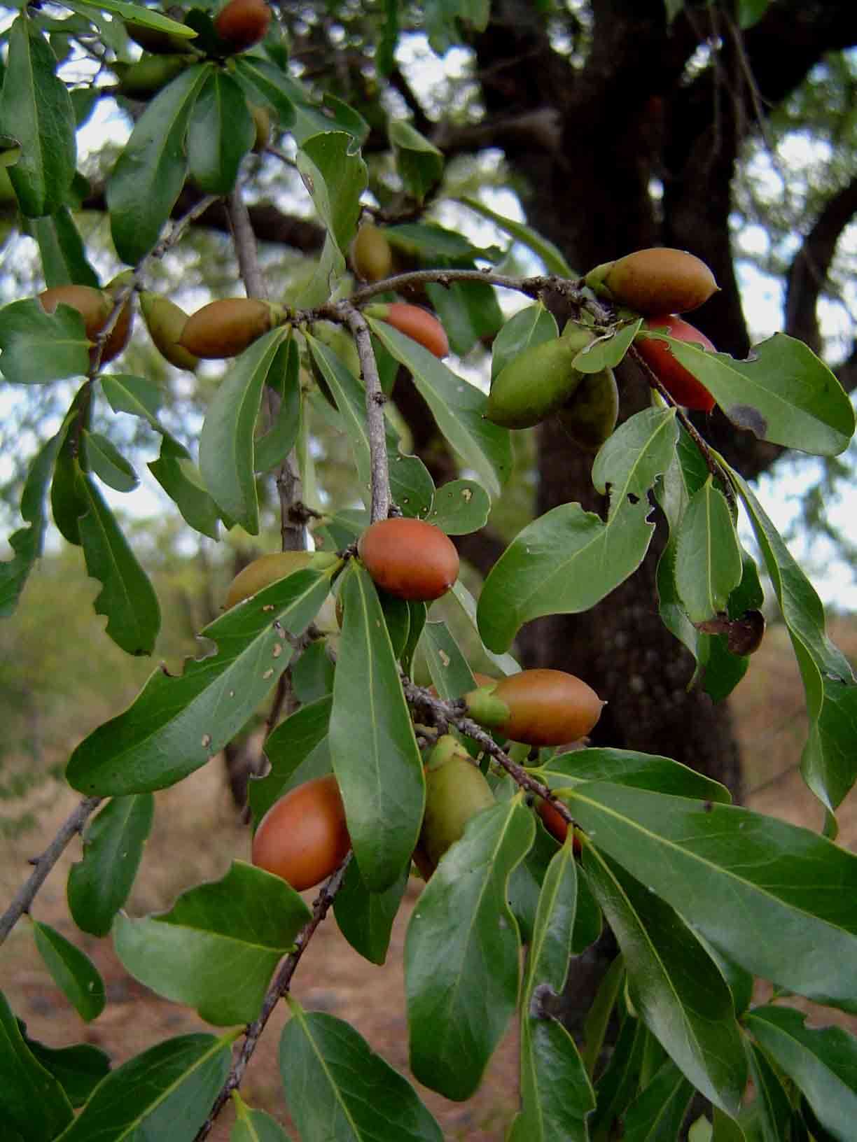 Image de Diospyros quiloensis (Hiern) F. White