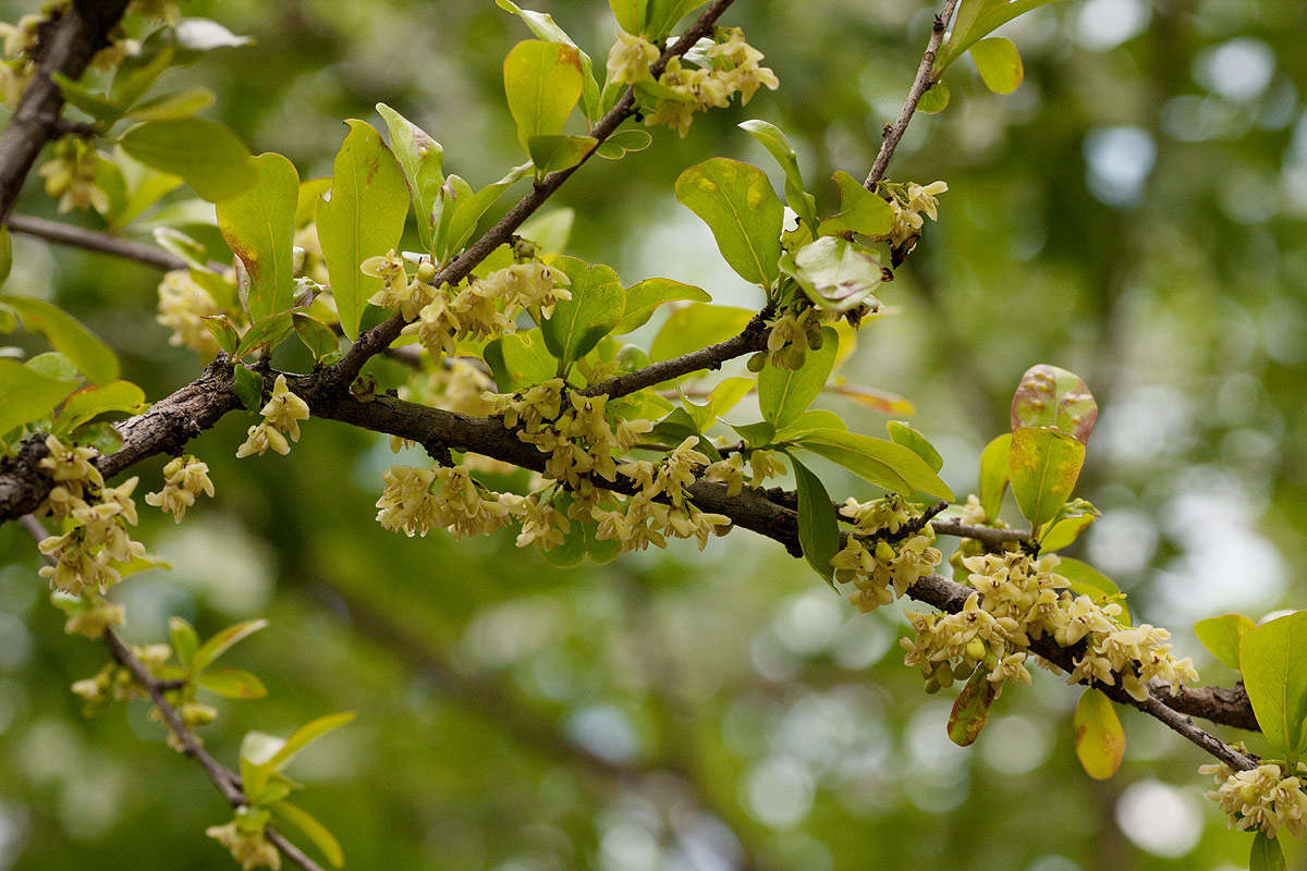 Plancia ëd Diospyros quiloensis (Hiern) F. White